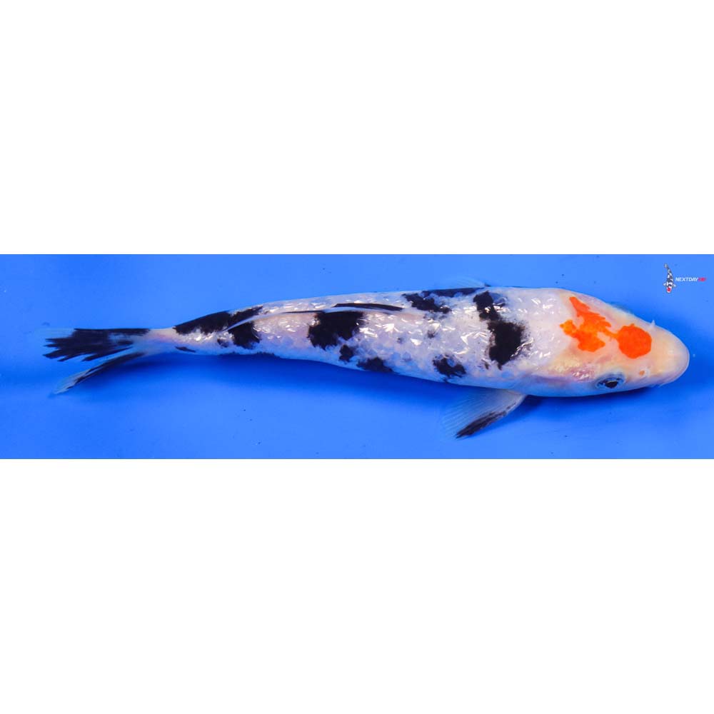 6” Imported Gin Rin Sanke