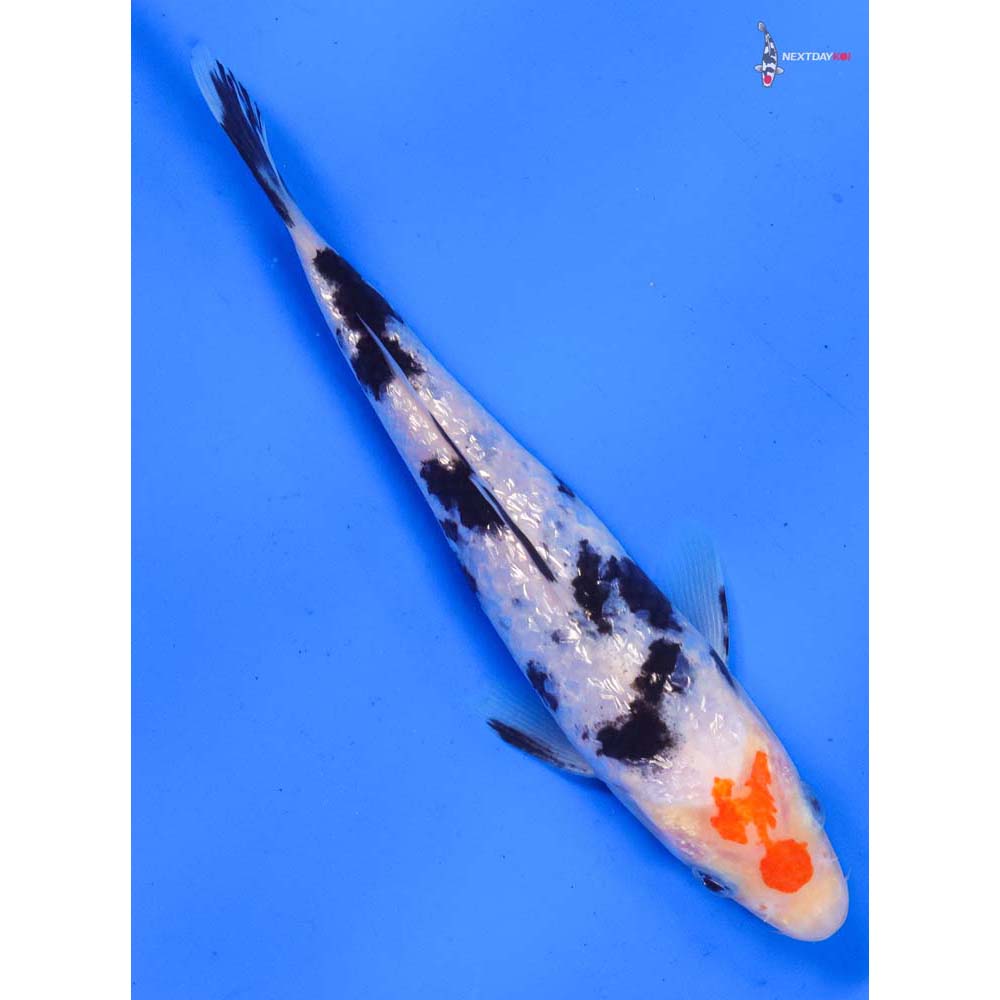 6” Imported Gin Rin Sanke