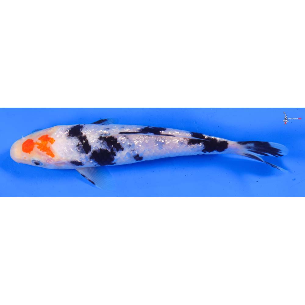 6” Imported Gin Rin Sanke