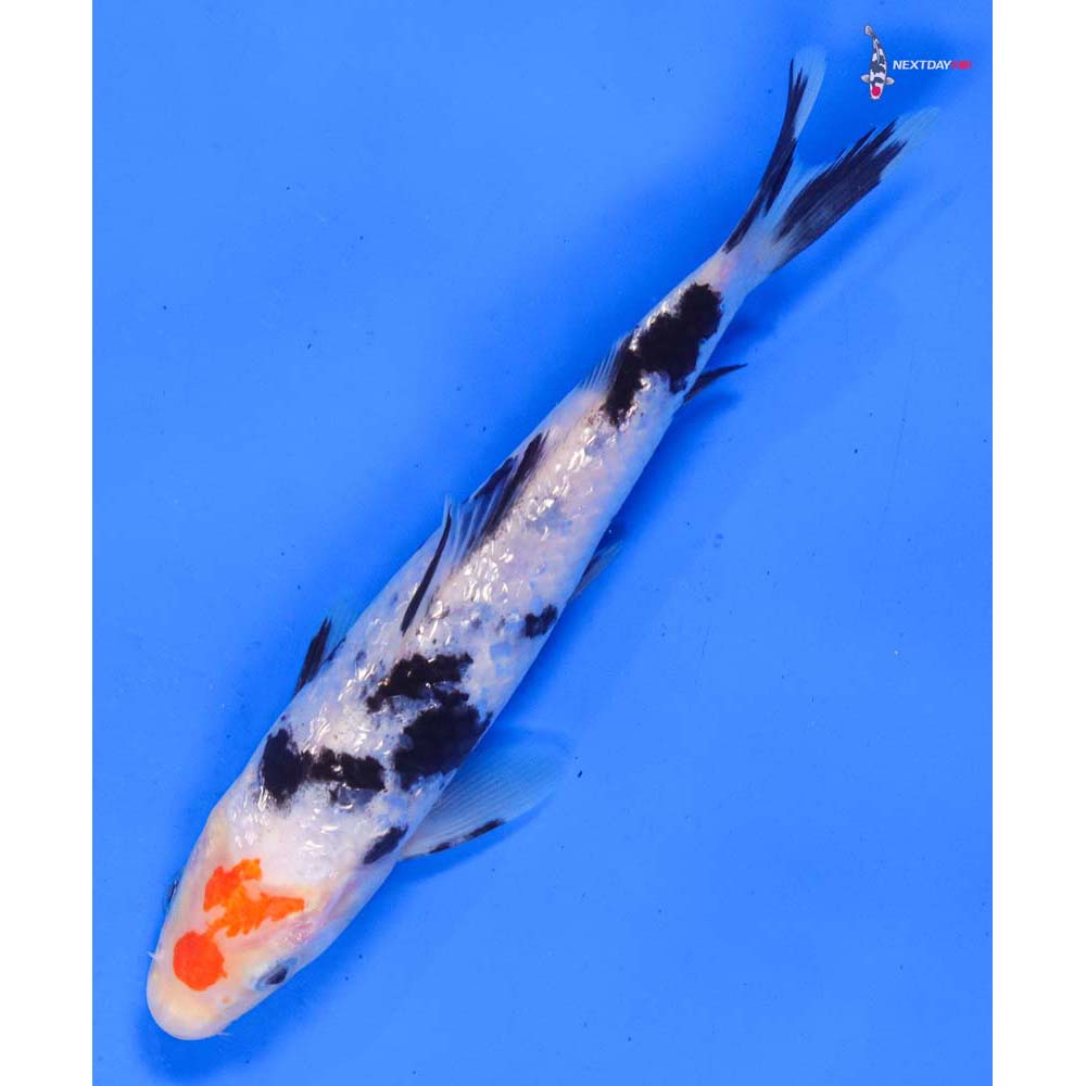 6” Imported Gin Rin Sanke