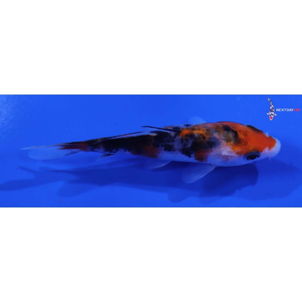 3.5” Imported Sanke