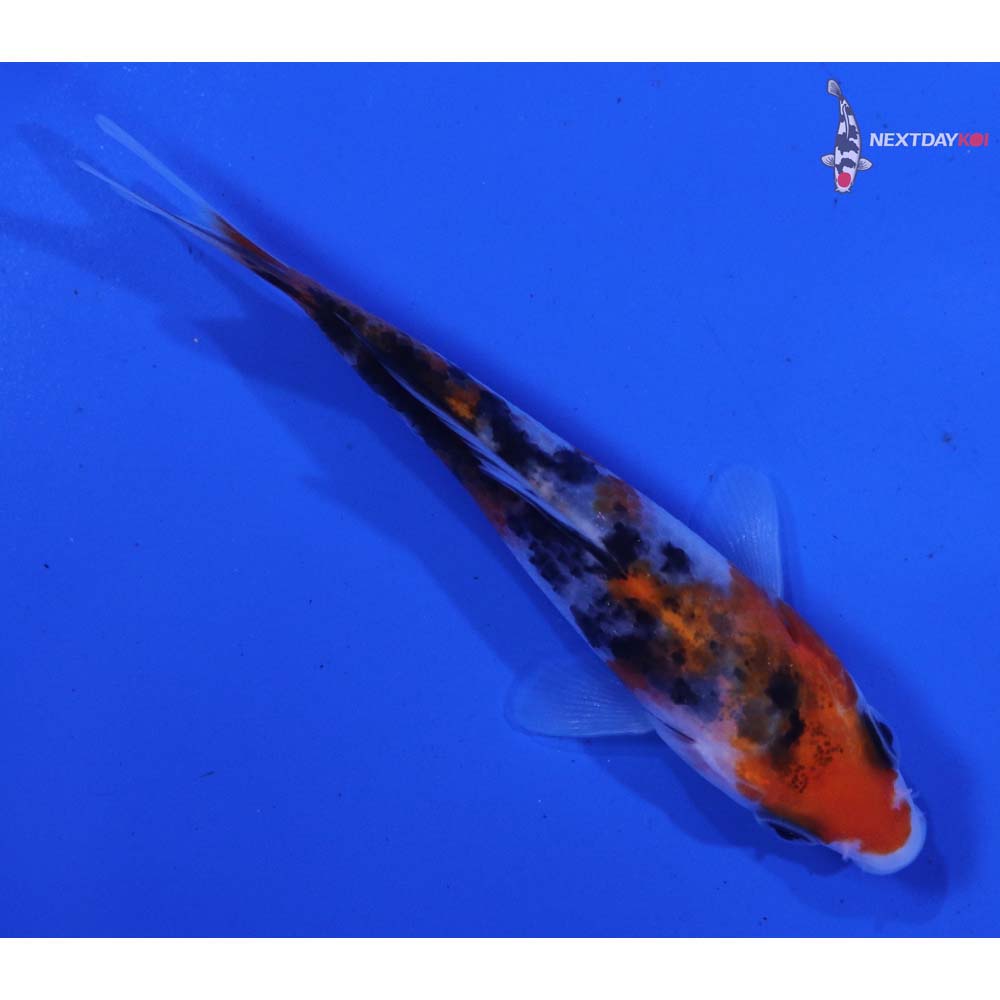 3.5” Imported Sanke