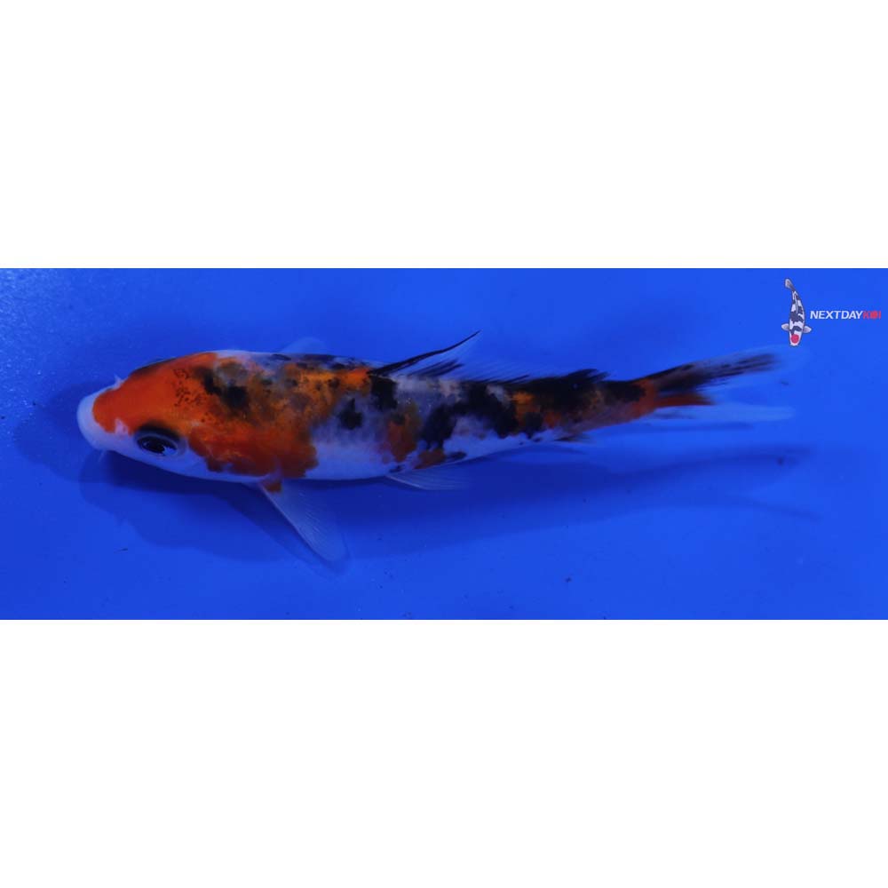 3.5” Imported Sanke