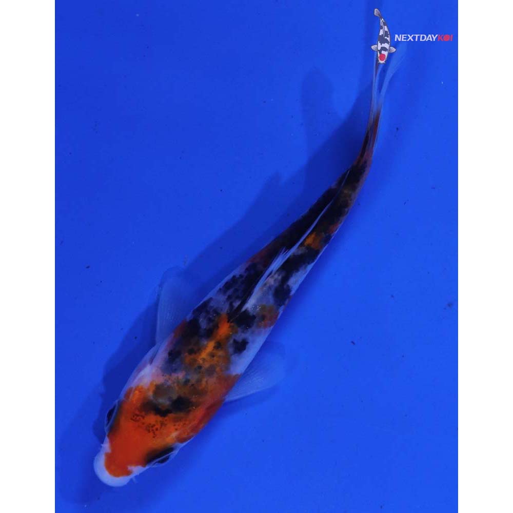 3.5” Imported Sanke