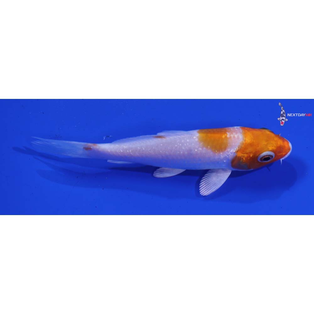 3.5” Imported Hariwake