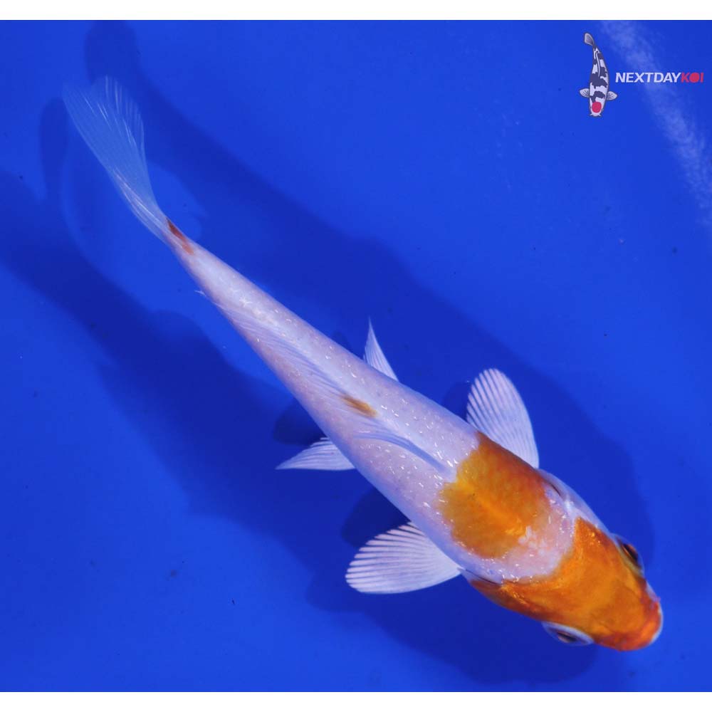 3.5” Imported Hariwake