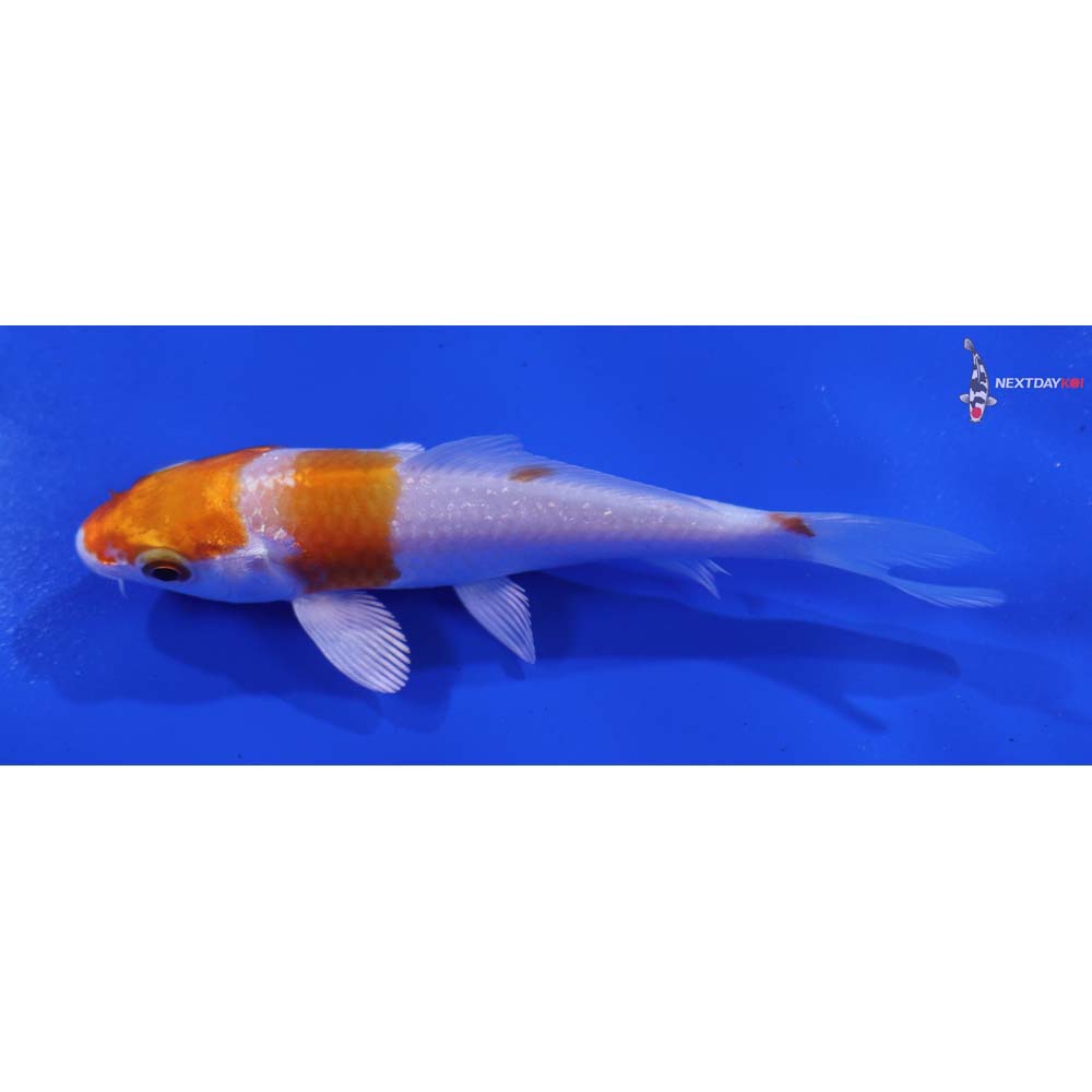 3.5” Imported Hariwake