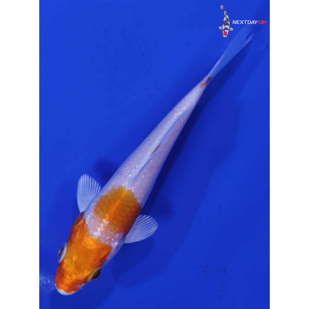 3.5” Imported Hariwake