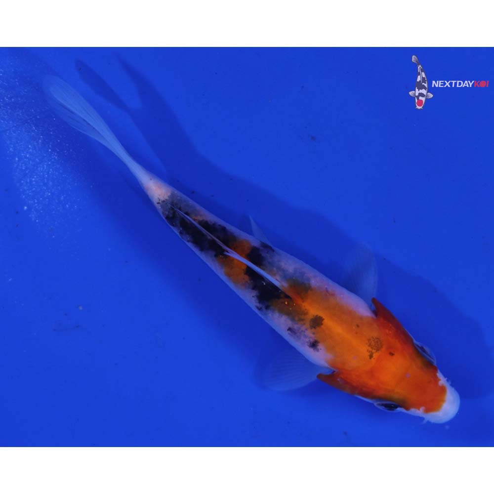 3.5” Imported Sanke