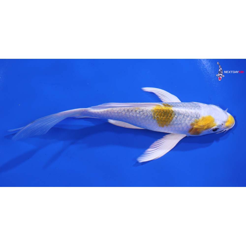 5.5” Imported Kujaku Butterfly Koi