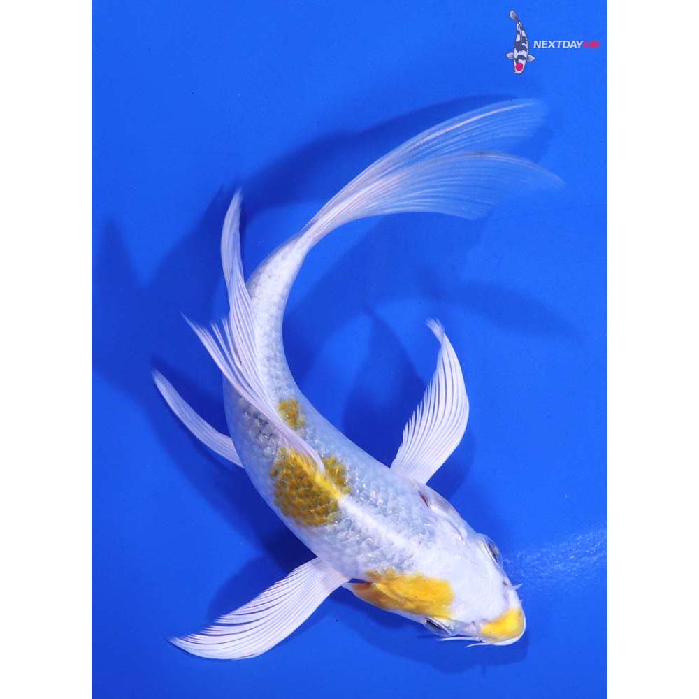 5.5” Imported Kujaku Butterfly Koi