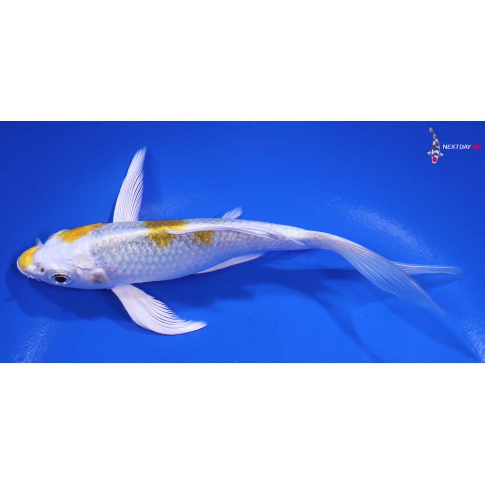 5.5” Imported Kujaku Butterfly Koi