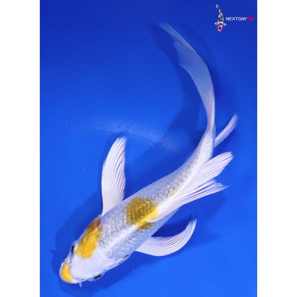 5.5” Imported Kujaku Butterfly Koi