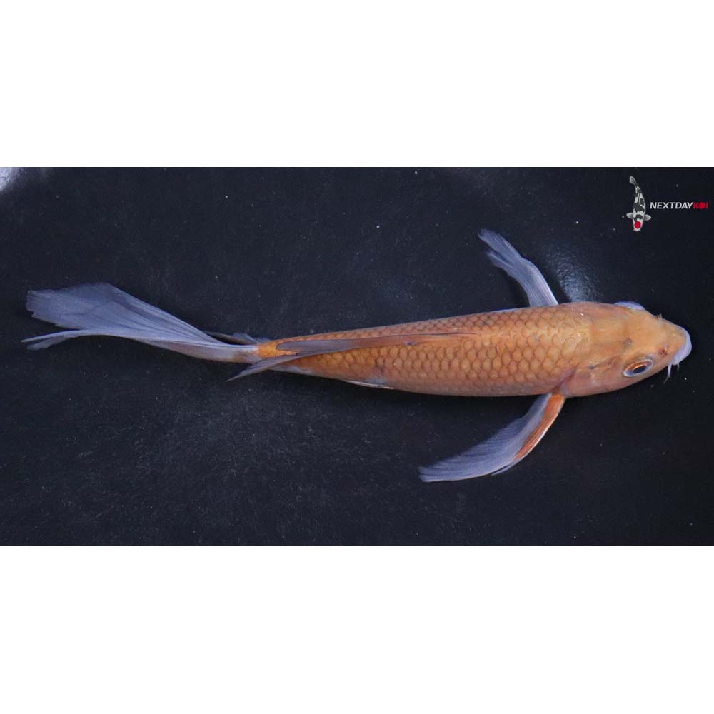 6” Imported Ochiba Shigure Butterfly Koi