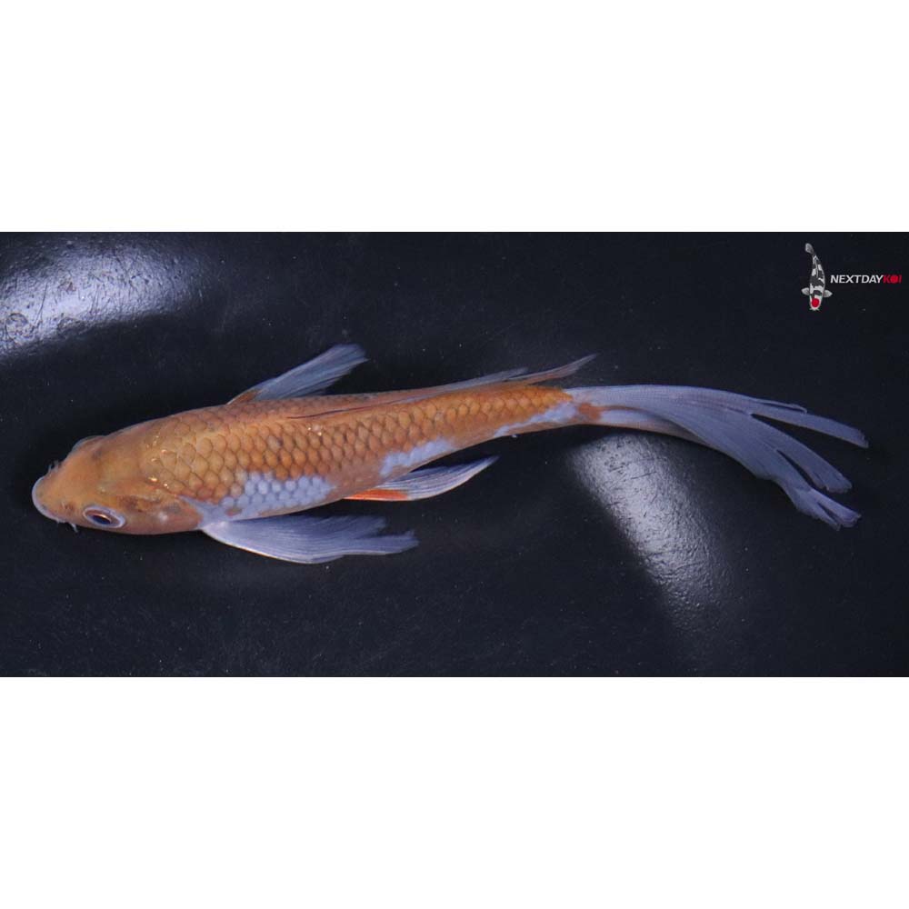 6” Imported Ochiba Shigure Butterfly Koi