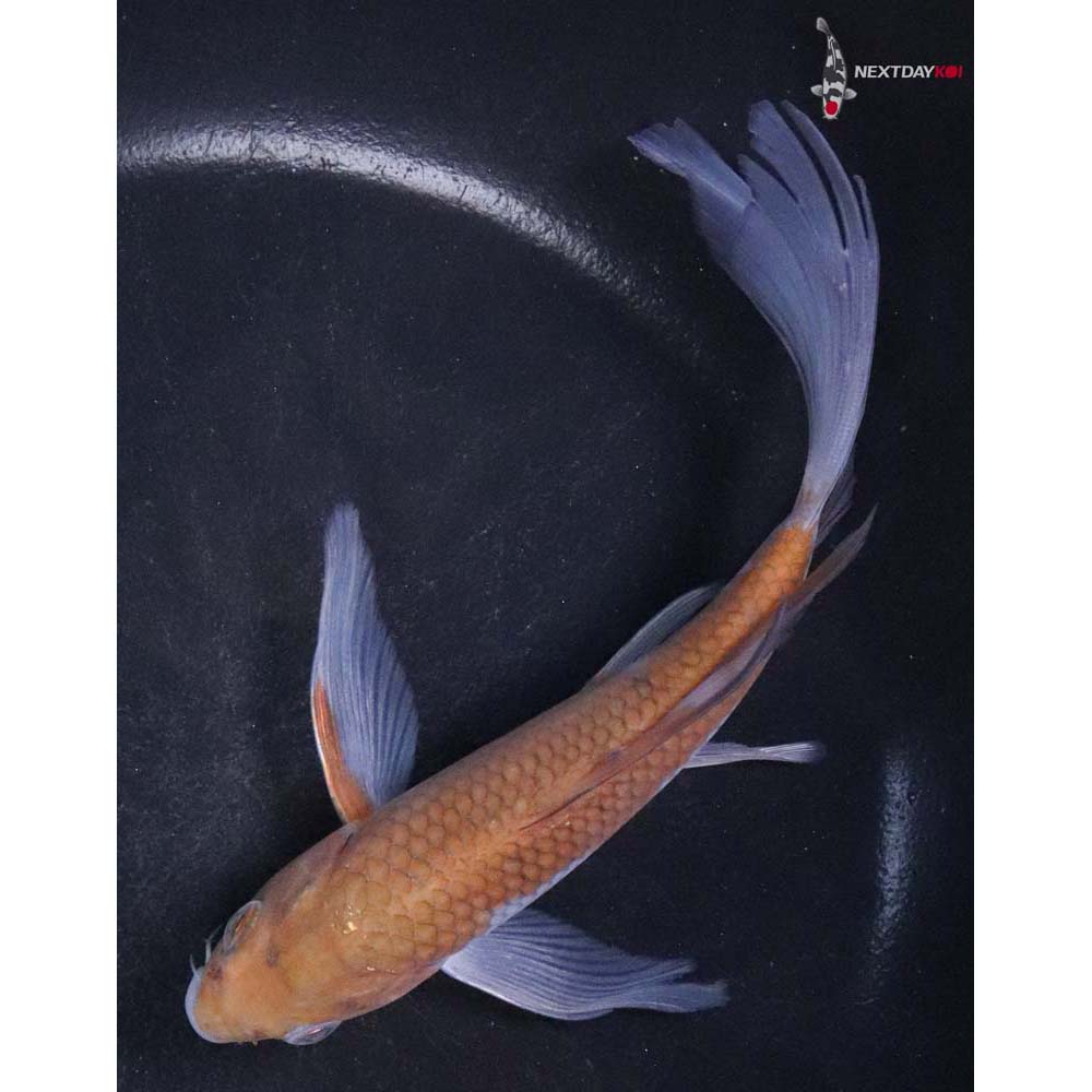 6” Imported Ochiba Shigure Butterfly Koi