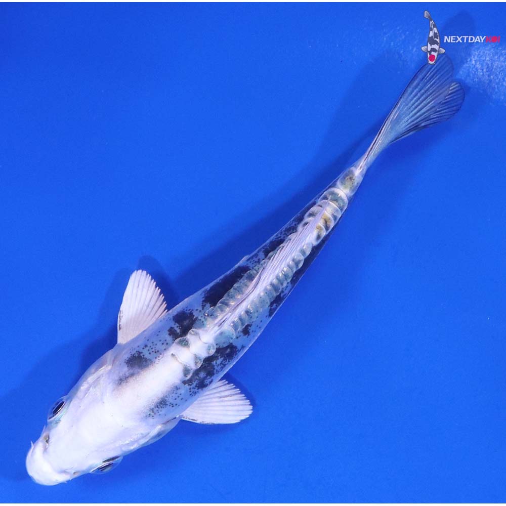 4” Imported Heisei Nishiki