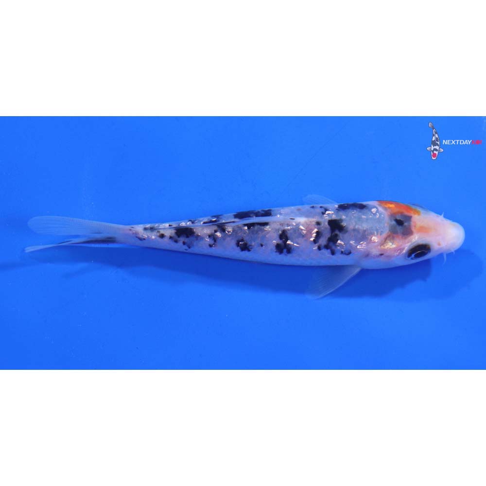 4.5” Imported Gin Rin Sanke