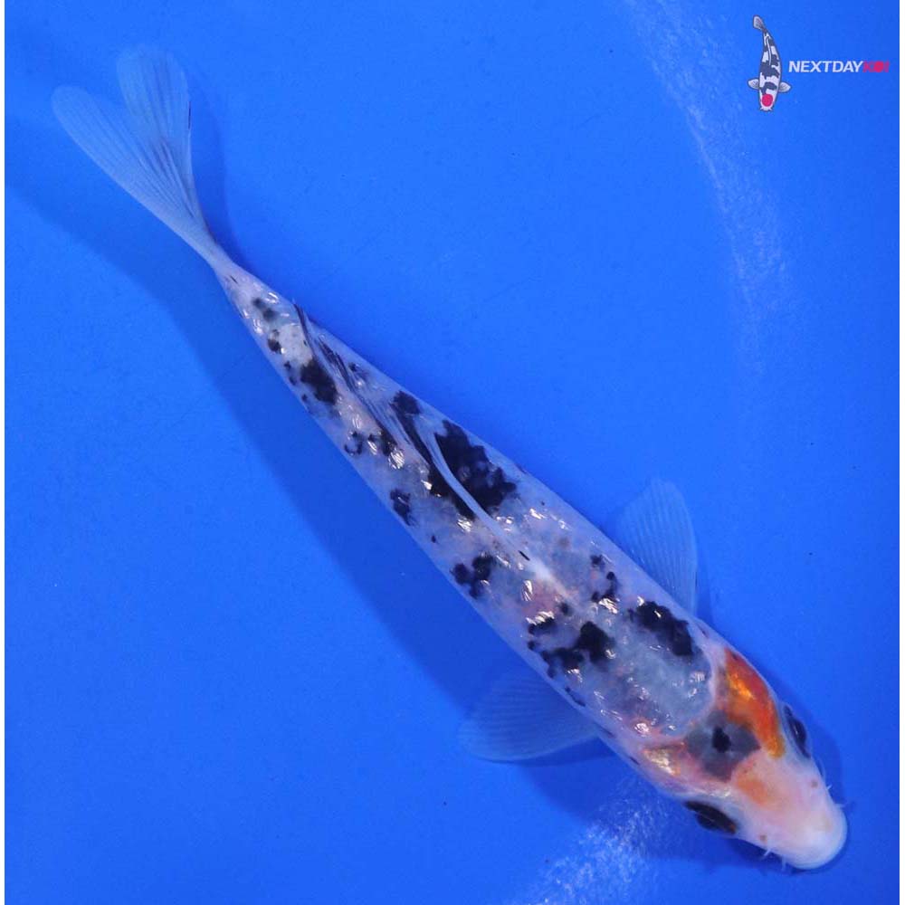 4.5” Imported Gin Rin Sanke