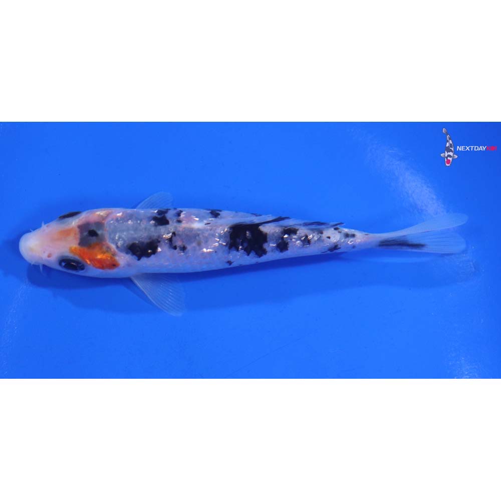 4.5” Imported Gin Rin Sanke