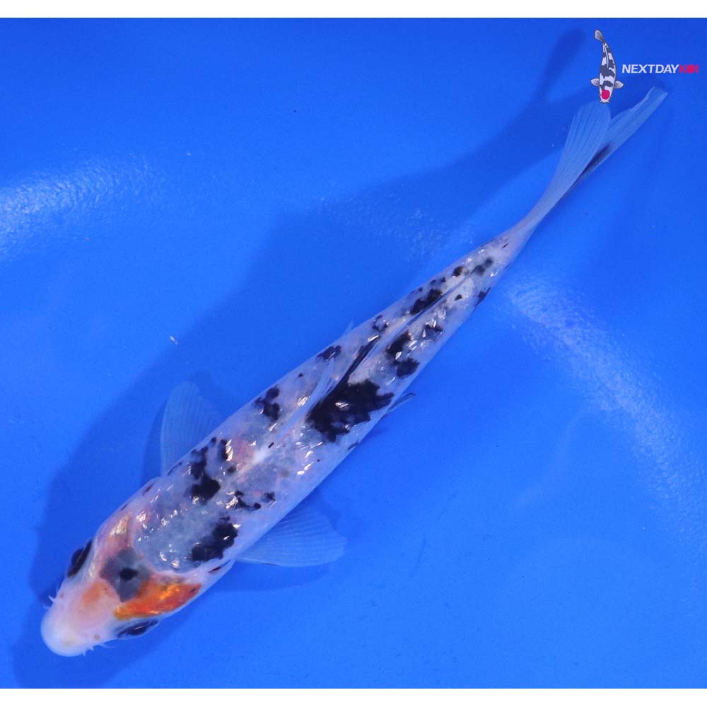 4.5” Imported Gin Rin Sanke