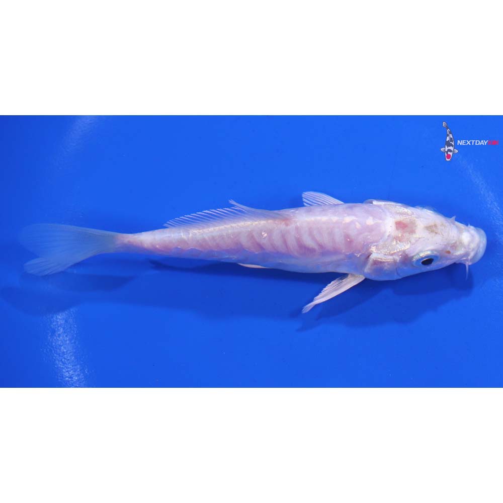 4.5” Imported Armor Scaled Platinum Ogon