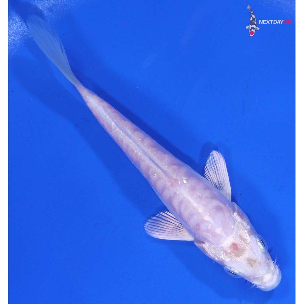 4.5” Imported Armor Scaled Platinum Ogon