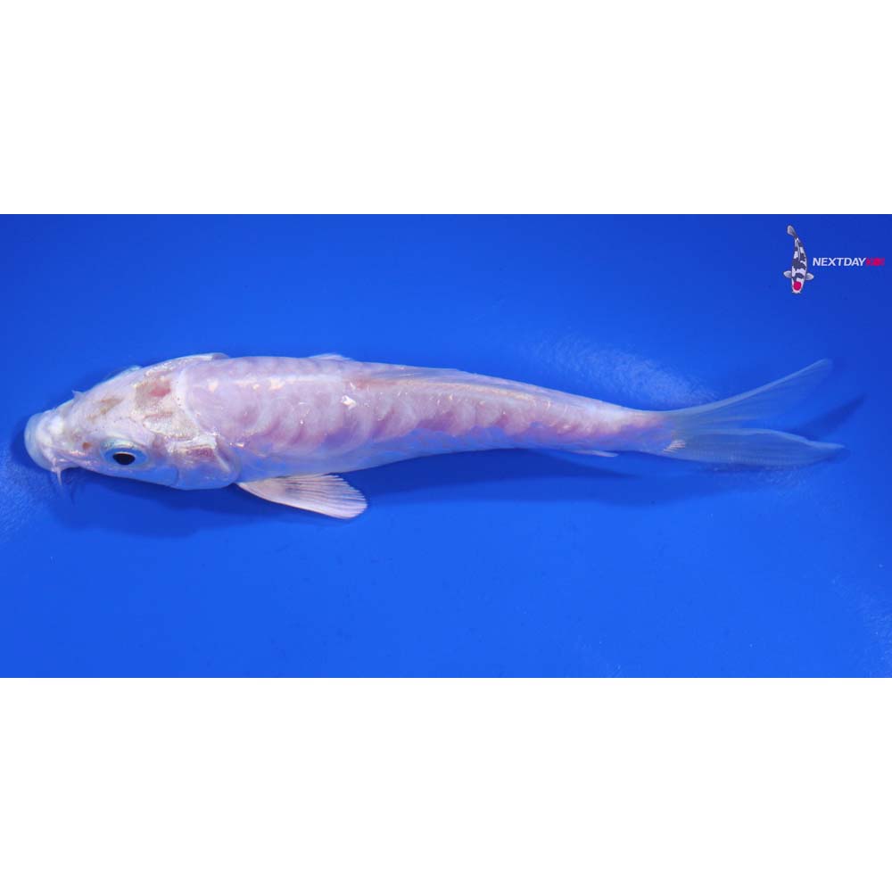 4.5” Imported Armor Scaled Platinum Ogon