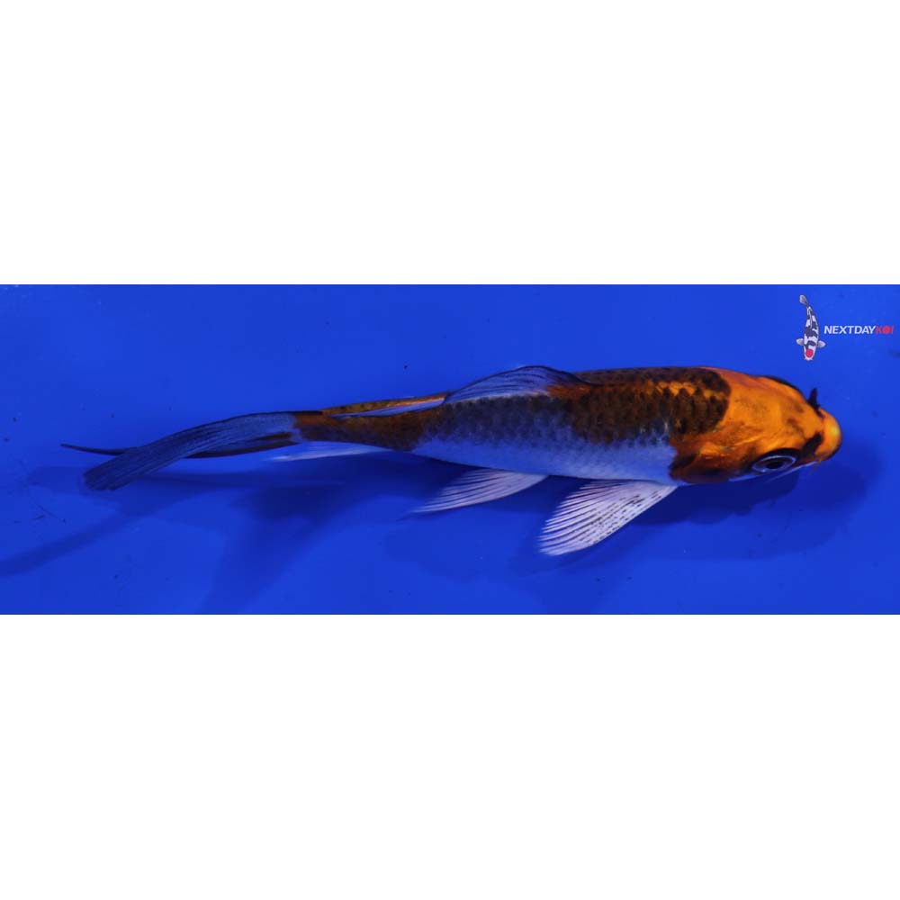 4” Imported Kujaku Butterfly Koi