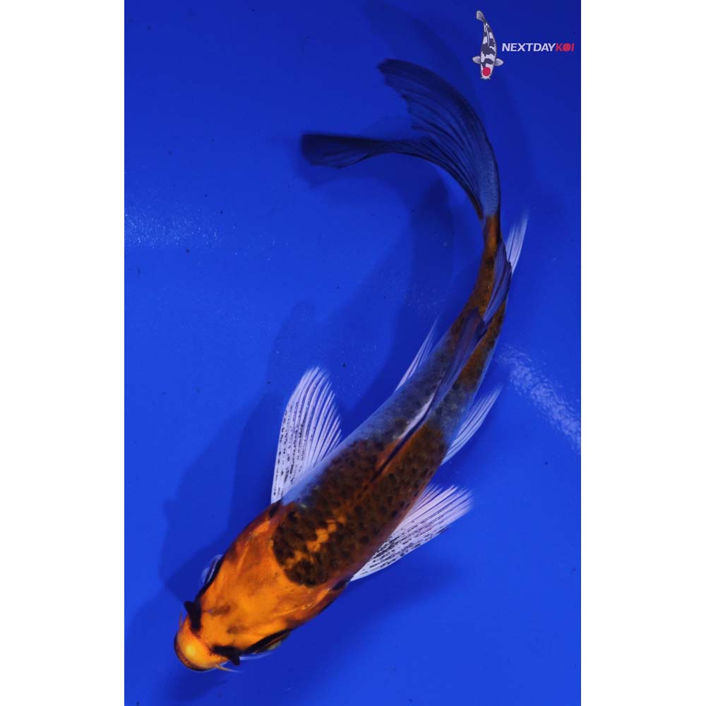 4” Imported Kujaku Butterfly Koi