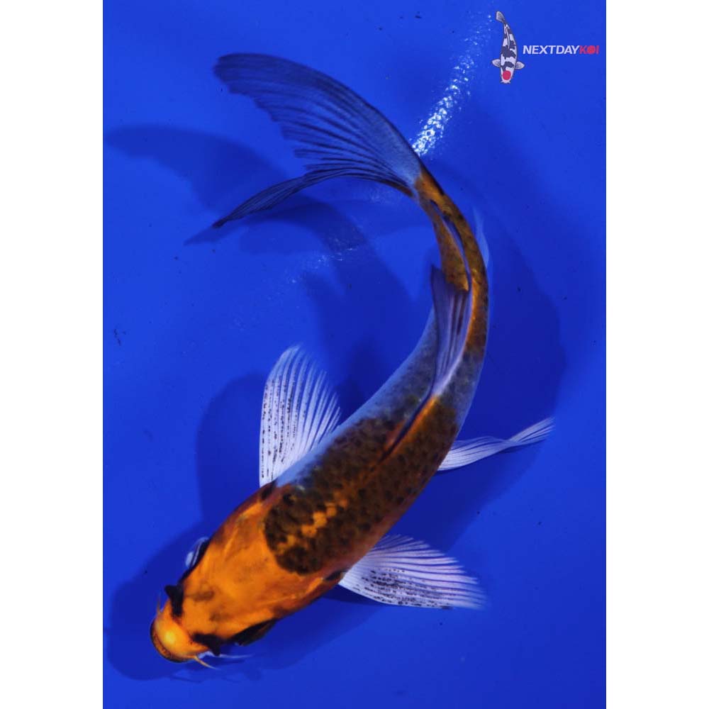 4” Imported Kujaku Butterfly Koi