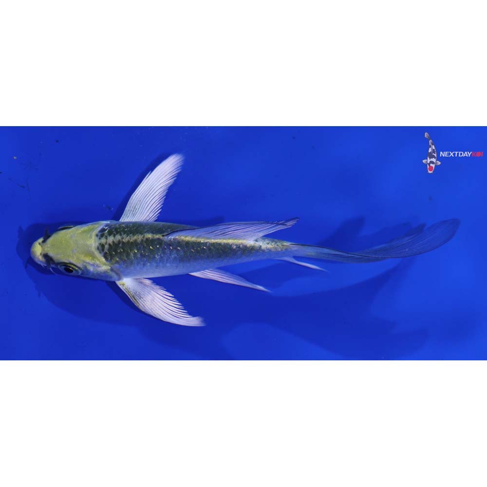 3.5” Imported Kujaku Butterfly Koi