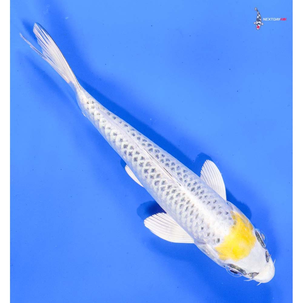 7” Imported Kujaku