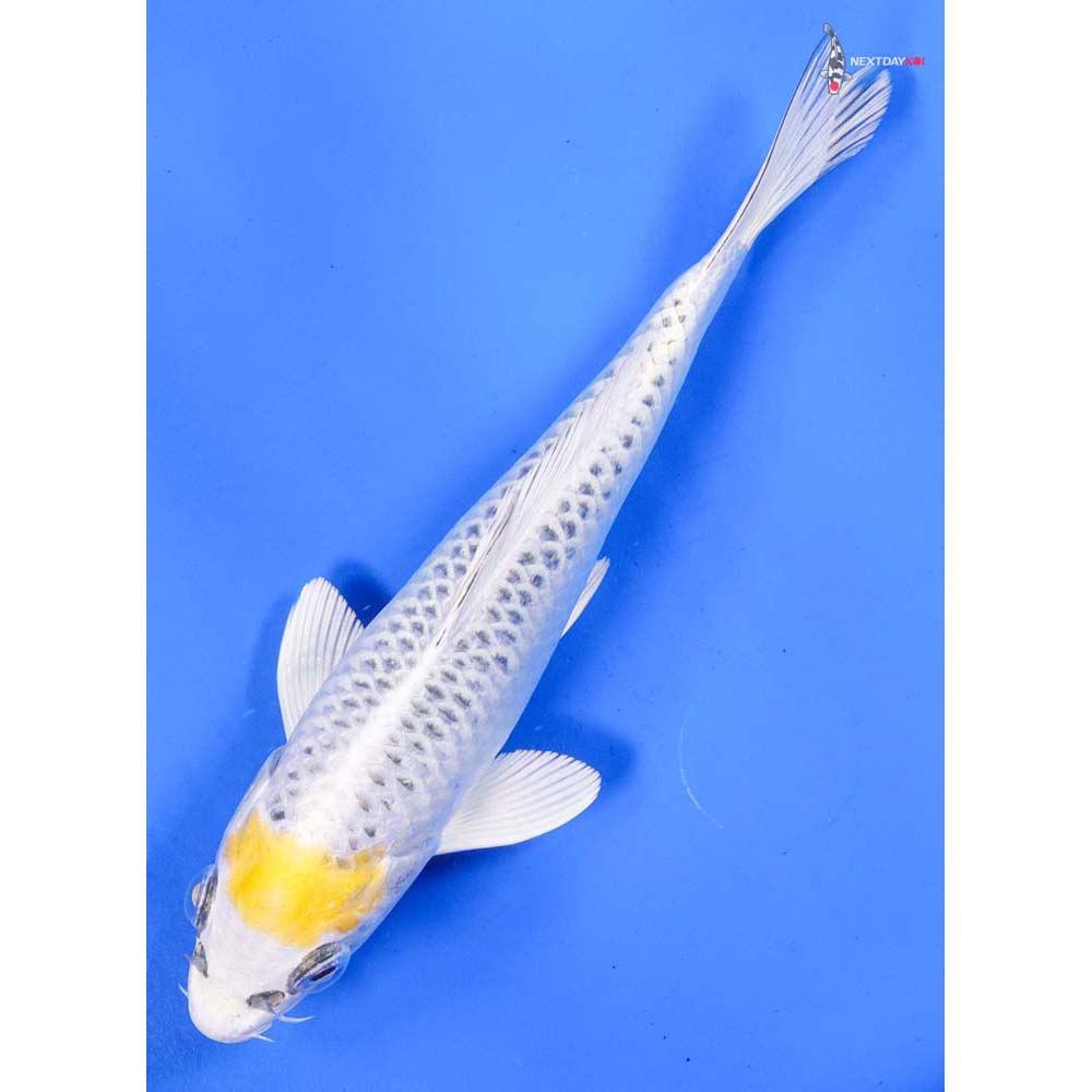 7” Imported Kujaku