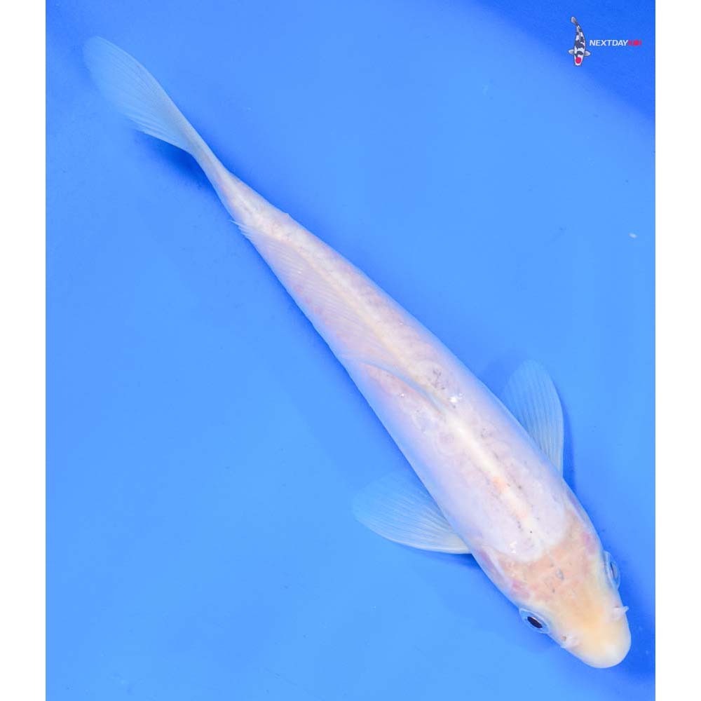 7” Imported Doitsu Shiro Muji