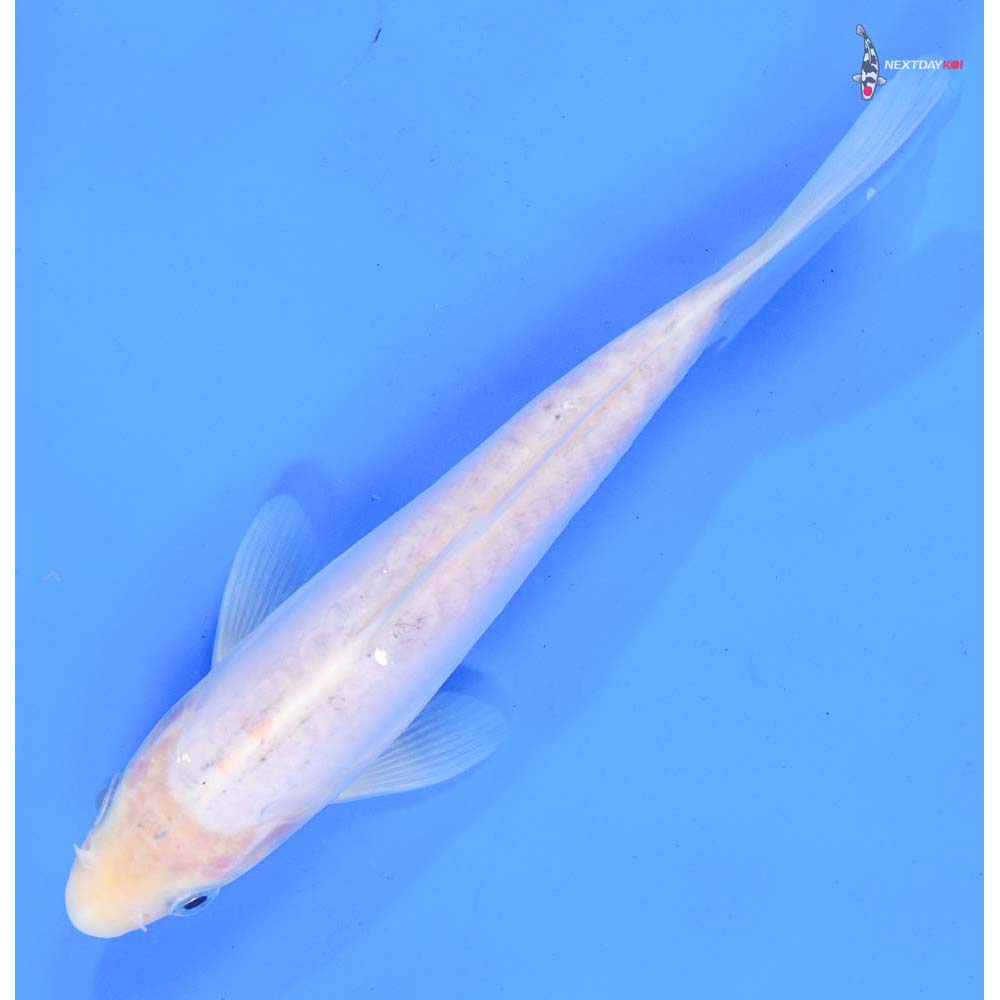 7” Imported Doitsu Shiro Muji