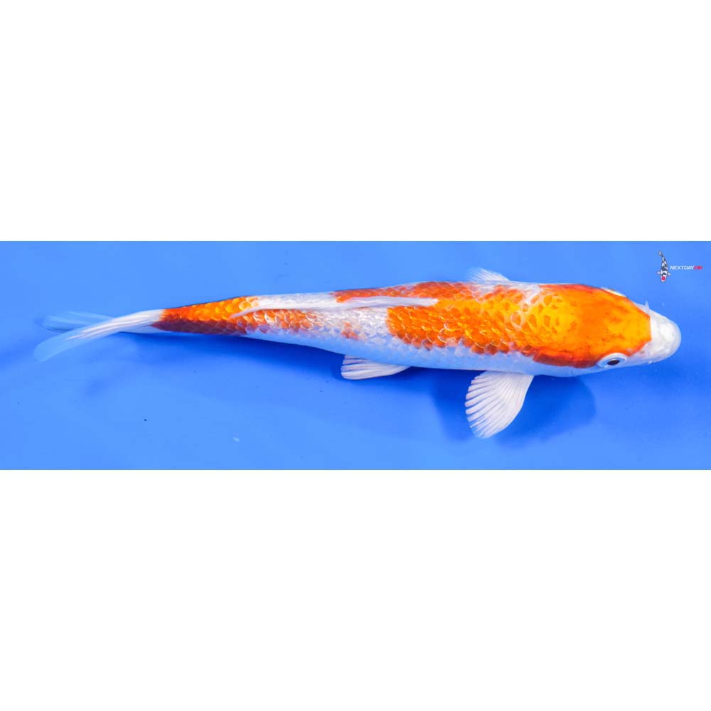 7” Imported Gin Rin Hariwake