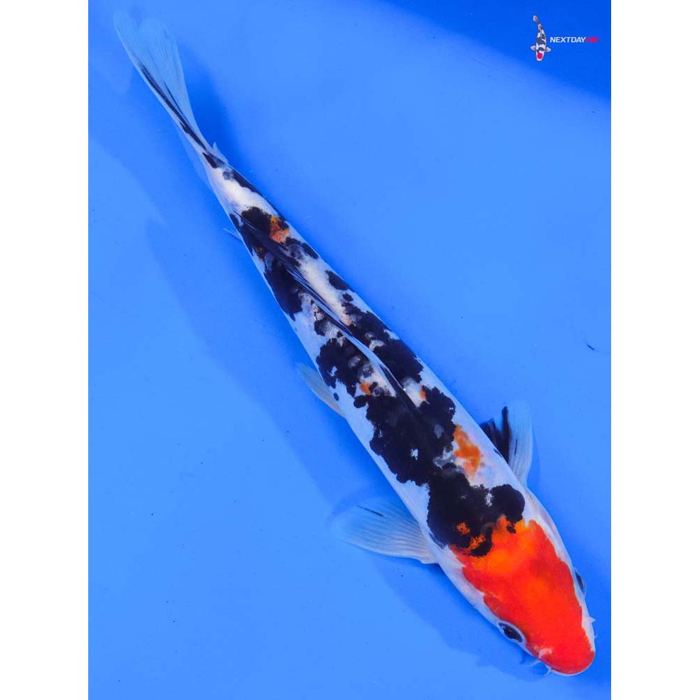 8” Imported Doitsu Sanke