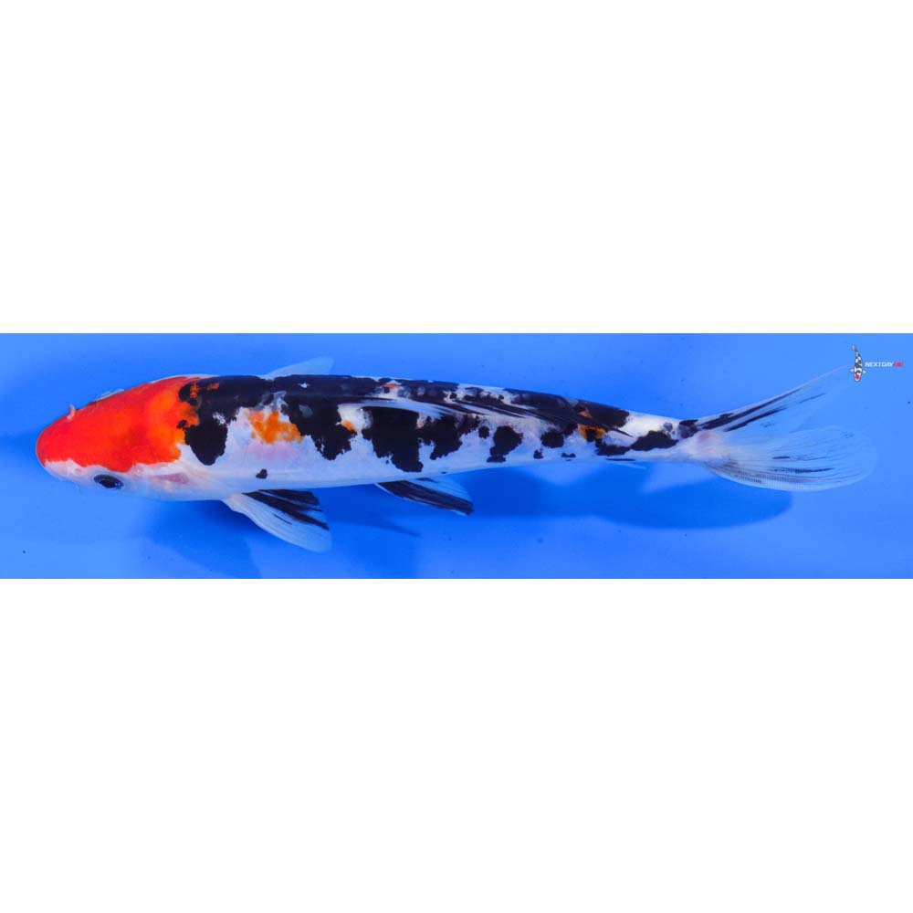 8” Imported Doitsu Sanke