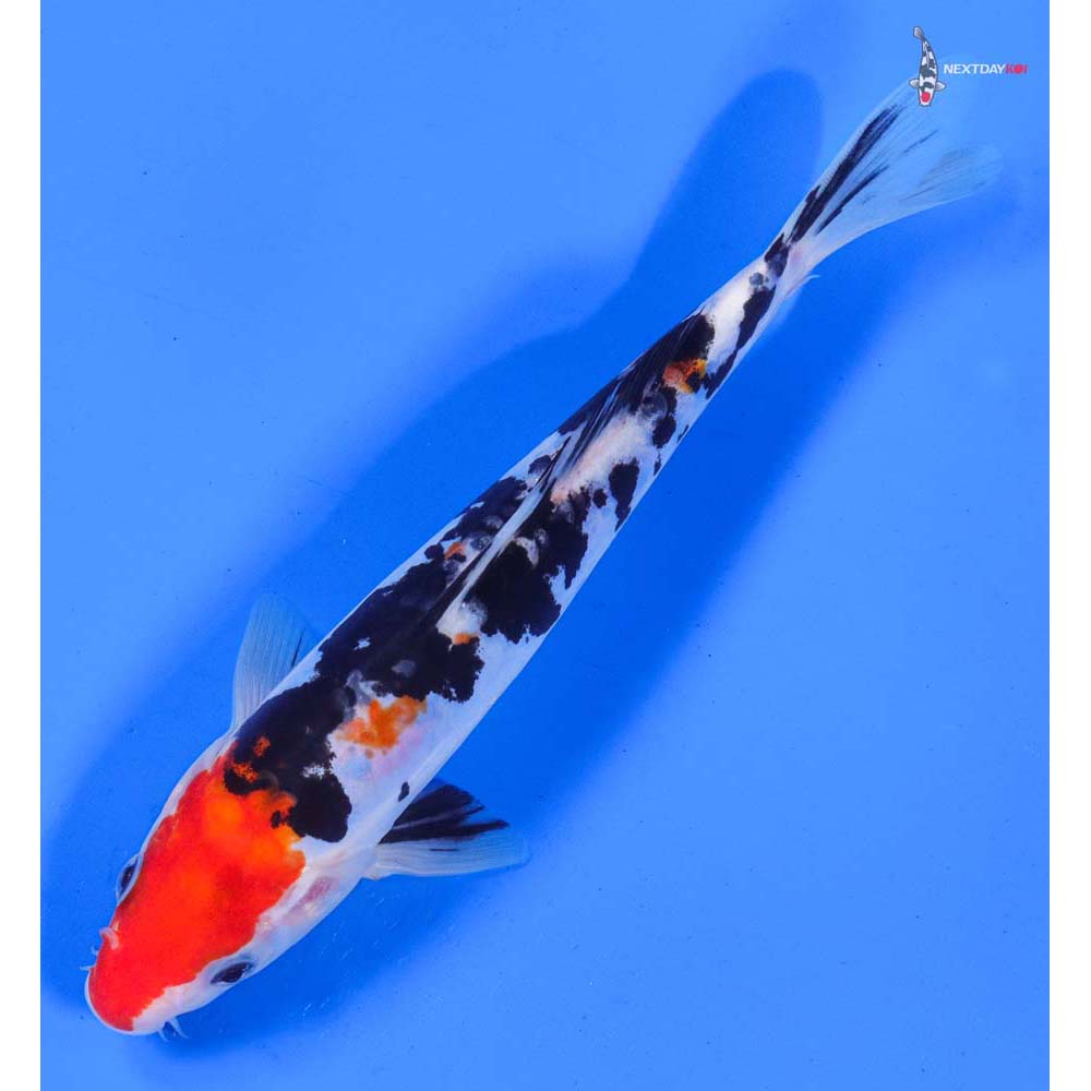 8” Imported Doitsu Sanke