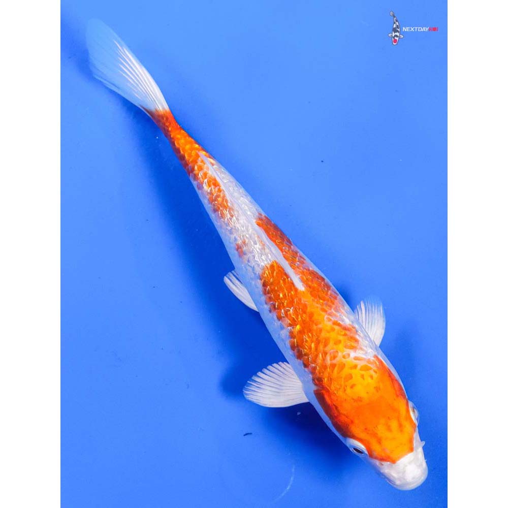 7” Imported Gin Rin Hariwake