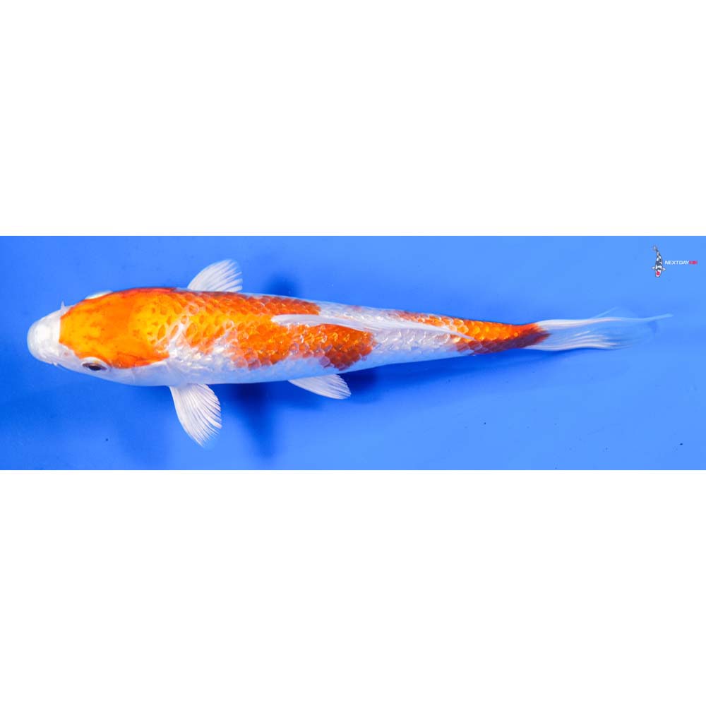 7” Imported Gin Rin Hariwake