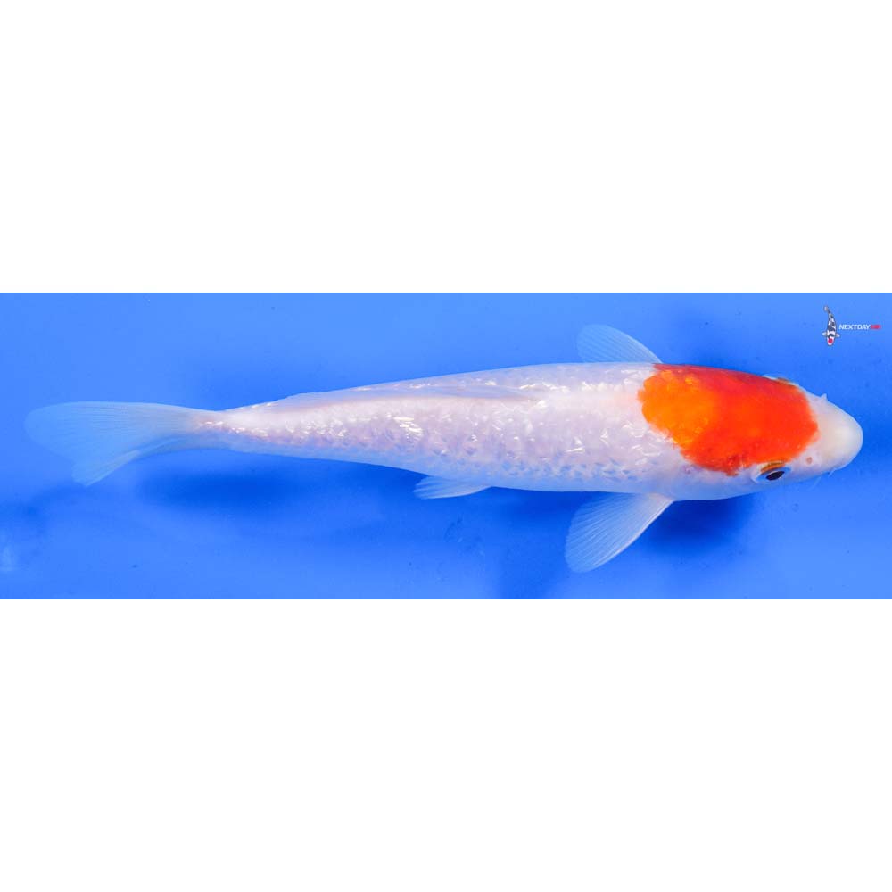 8” Imported Gin Rin Kohaku