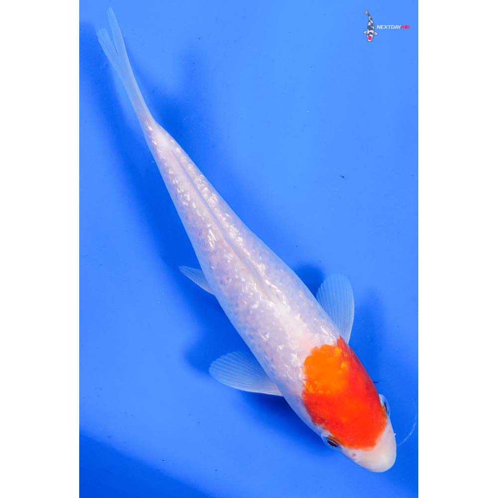 8” Imported Gin Rin Kohaku