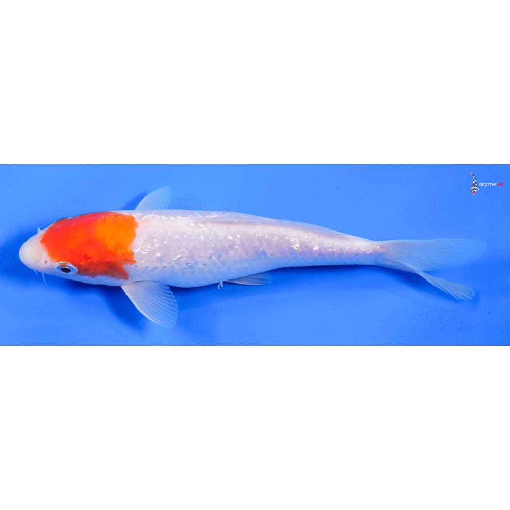 8” Imported Gin Rin Kohaku