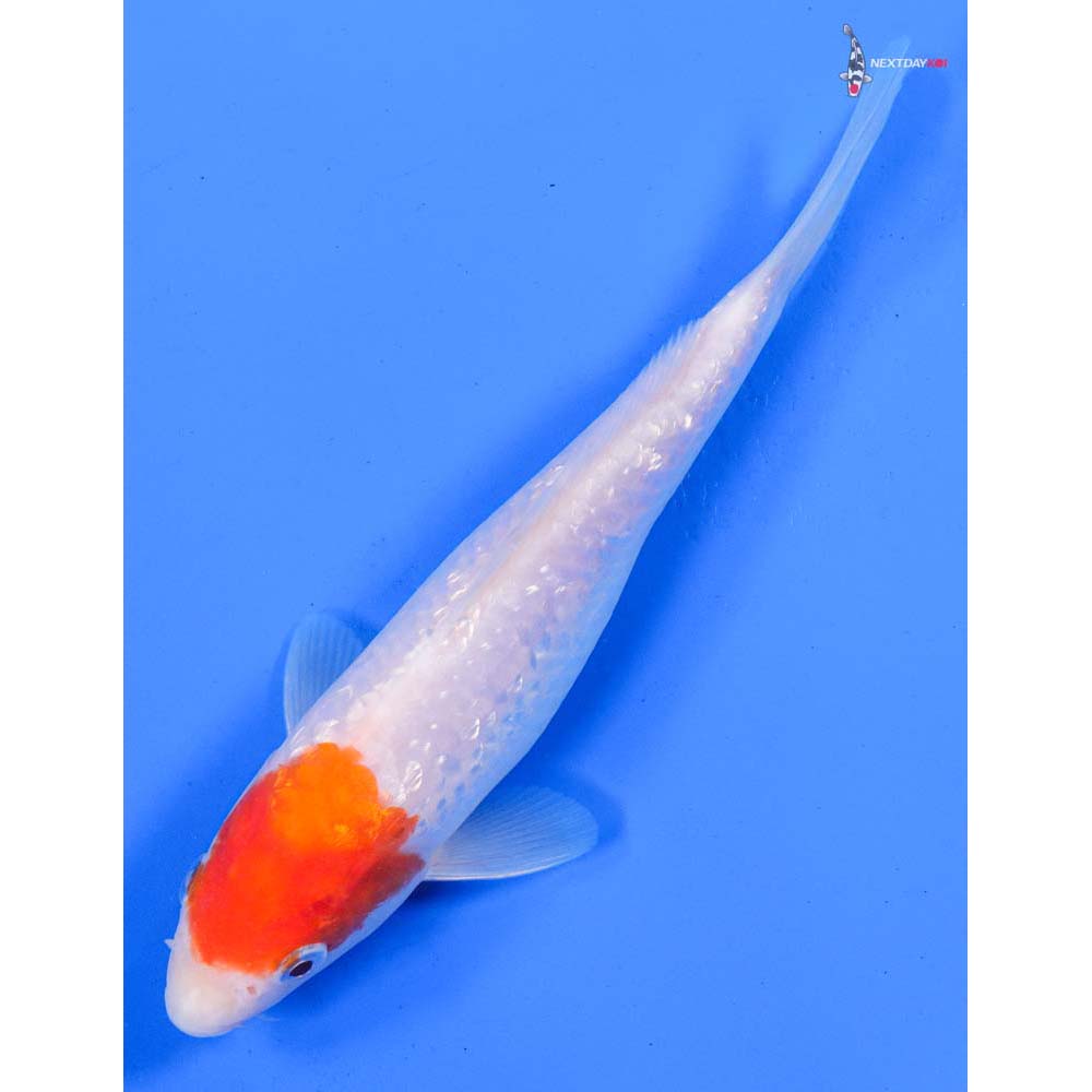 8” Imported Gin Rin Kohaku