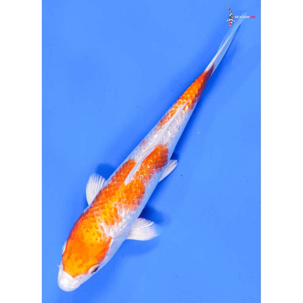 7” Imported Gin Rin Hariwake