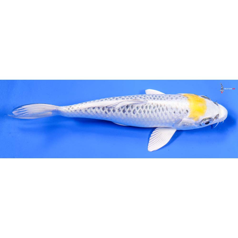 7” Imported Kujaku