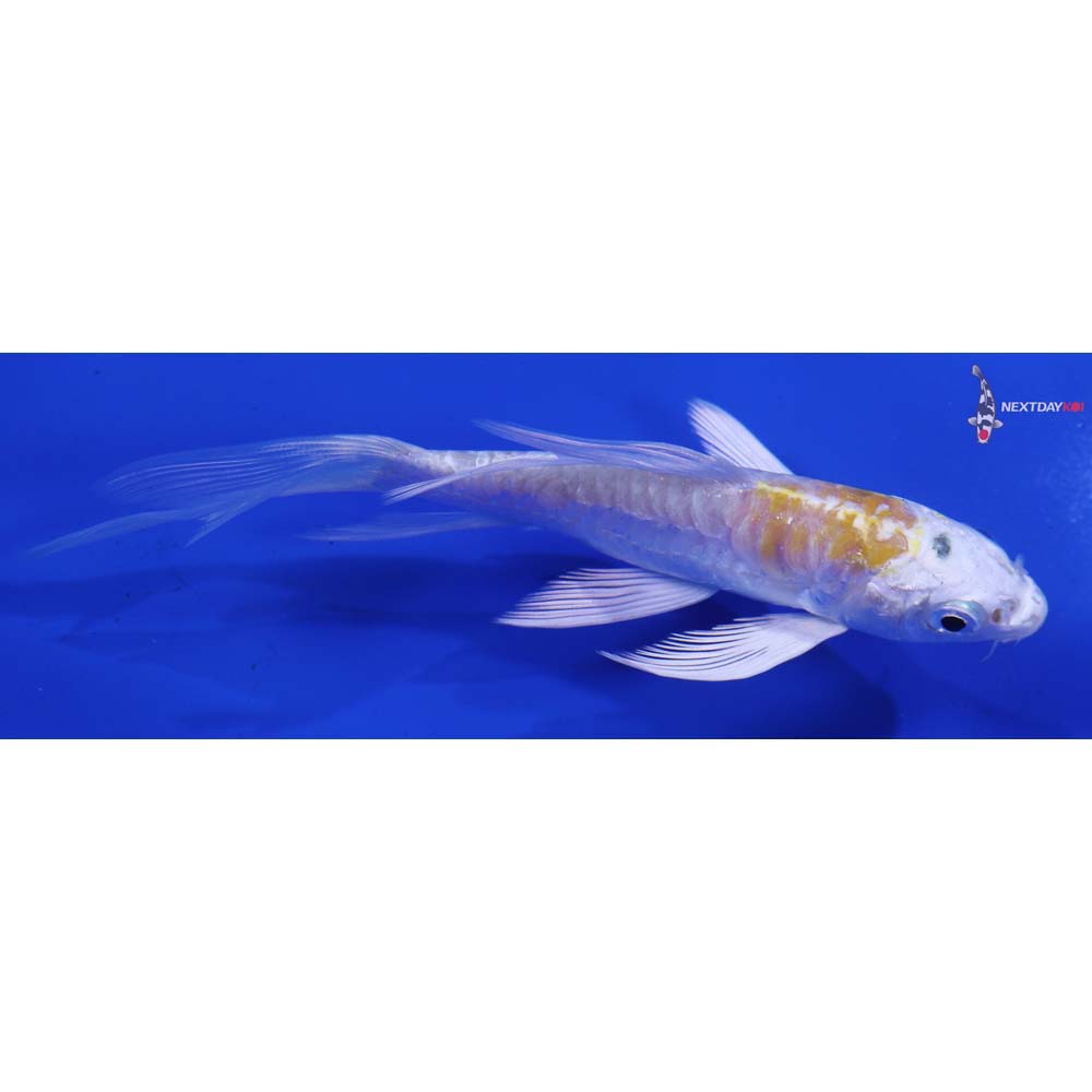 4.5” Imported Doitsu Lemon Hariwake Butterfly Koi