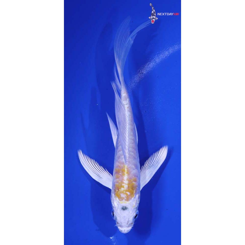 4.5” Imported Doitsu Lemon Hariwake Butterfly Koi
